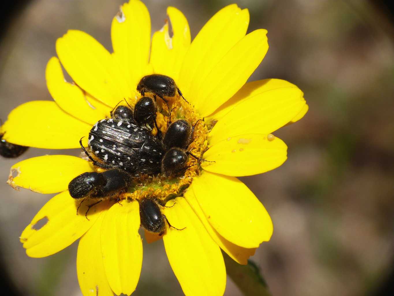 Paratriodonta romana (Melolonthidae)